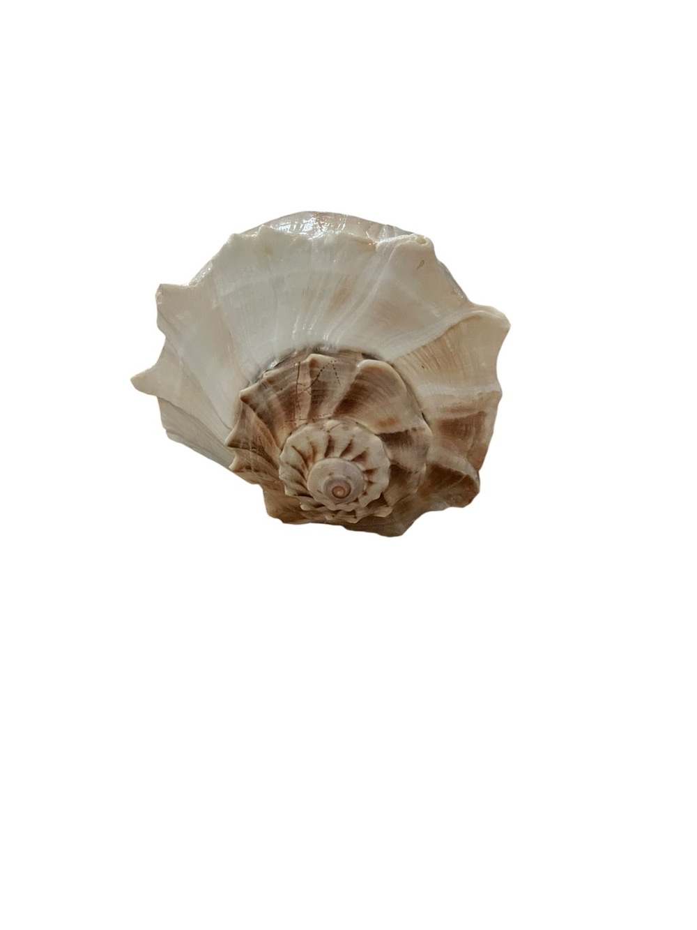 Natural Polished Seashell From Sanibel Island
